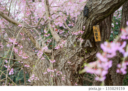 枝垂れ桜 133829159
