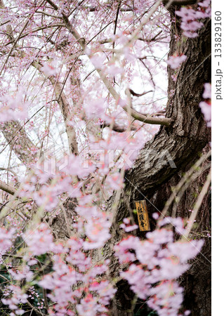 枝垂れ桜 133829160