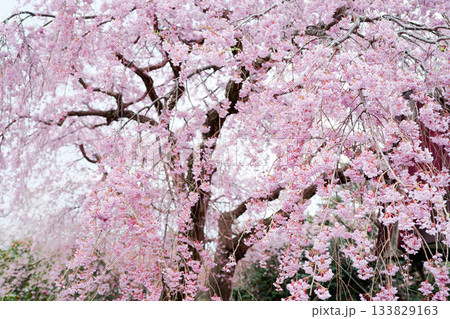 枝垂れ桜 枝垂れ桜 133829163