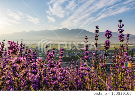 早朝のラベンダー畑 133829166