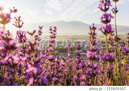 早朝のラベンダー畑 133829167