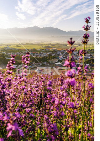 早朝のラベンダー畑 133829168