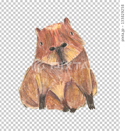 Cute color pencils drawing brown sitting capybara animal. Textured hand drawn cheerful rodent for birthday greeting card design, banner, sticker, holiday poster, t-shirt print Cute color pencils drawing brown sitting capybara animal. Textured hand drawn cheerful rodent for birthday greeting card design, banner, sticker, holiday poster, t-shirt print 133829258