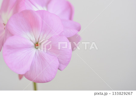 ゼラニウム 133829267