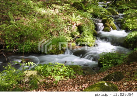 尚仁沢、新緑、春 尚仁沢、新緑、春 133829384