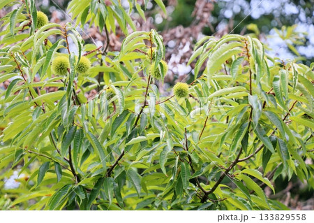 クリの実 133829558