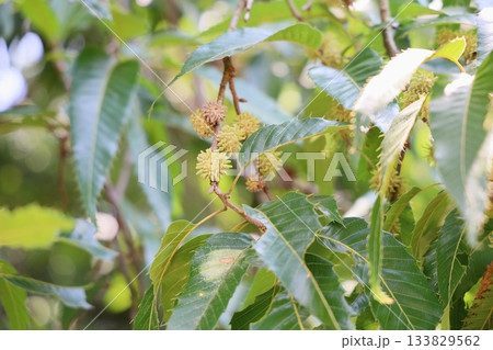 可愛い　クヌギ　ドングリの実 133829562