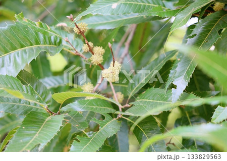 可愛い　クヌギ　ドングリの実 133829563