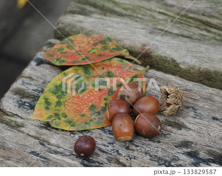 切り株に落ちたドングリ 133829587