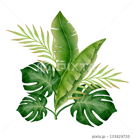 Monstera and Palm Leaves Watercolor 133829720