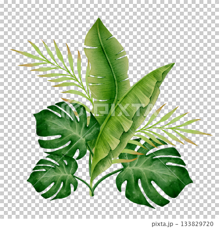 Monstera and Palm Leaves Watercolor 133829720
