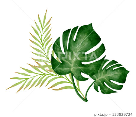 Monstera and Palm Leaves Watercolor Monstera and Palm Leaves Watercolor 133829724