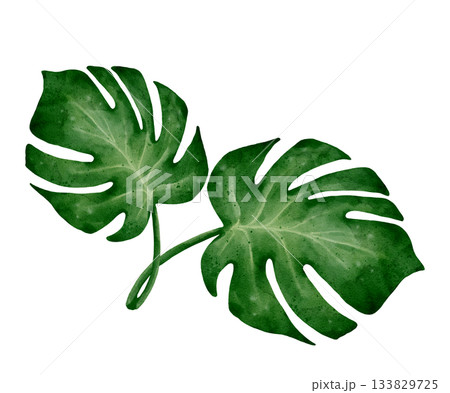 Monstera Leaf Watercolor 133829725