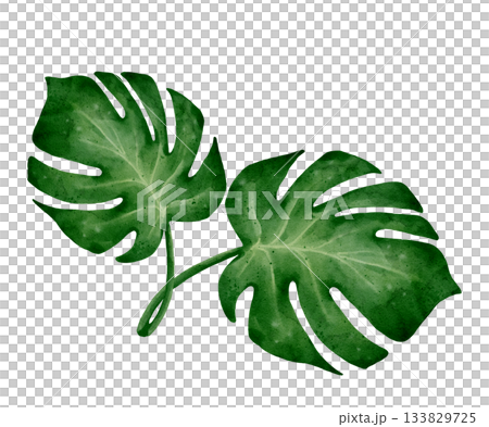 Monstera Leaf Watercolor 133829725
