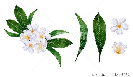 Plumeria Flowers Watercolor Plumeria Flowers Watercolor 133829727
