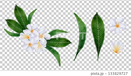 Plumeria Flowers Watercolor 133829727
