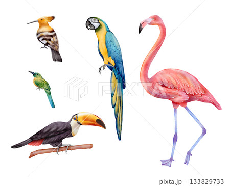 Tropical Birds Watercolor Set Tropical Birds Watercolor Set 133829733