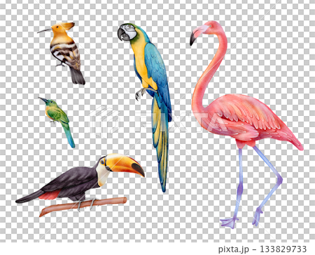 Tropical Birds Watercolor Set Tropical Birds Watercolor Set 133829733