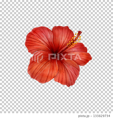 Red Hibiscus Flower 133829734