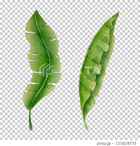 Banana Leaves Watercolor 133829735