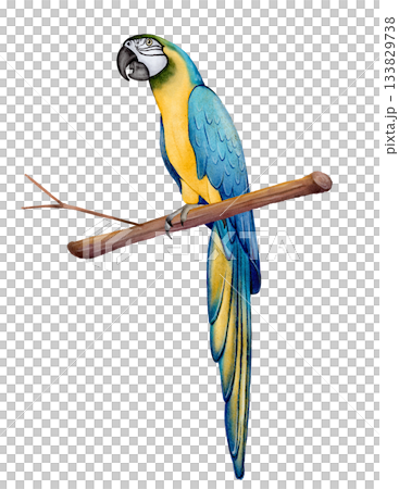 Blue Yellow Macaw Parrot 133829738