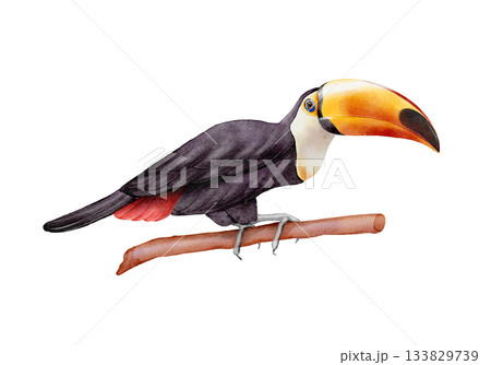 Toucan watercolor illustration 133829739