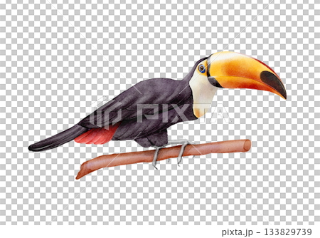 Toucan watercolor illustration 133829739
