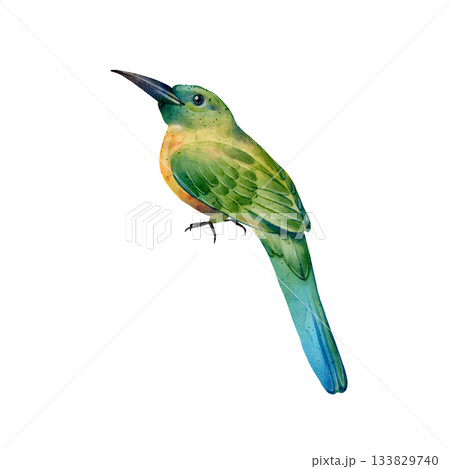 Tropical bird watercolor illustration 133829740