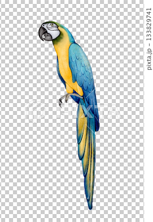 Parrot watercolor illustration 133829741