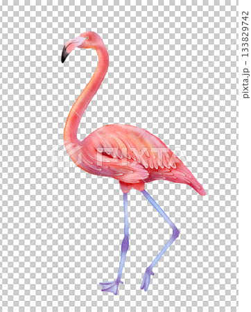 Pink flamingo watercolor illustration 133829742