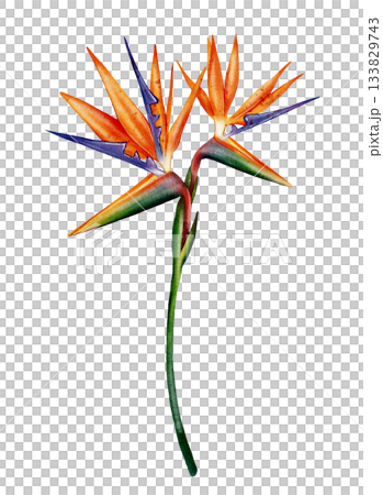 Bird of Paradise Flower, strelitzia Bird of Paradise Flower, strelitzia 133829743