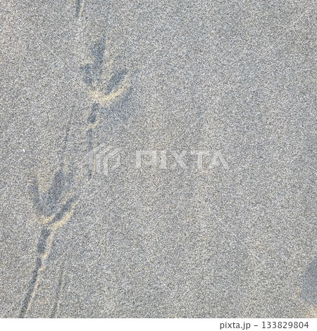 砂浜に残る鳥の足跡 133829804