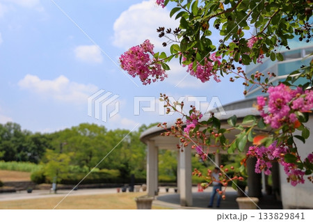鮮やか　百日紅の花 133829841