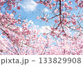 ピンクの桜と空 133829908