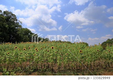 夏の公園　一面のヒマワリの花 133829949
