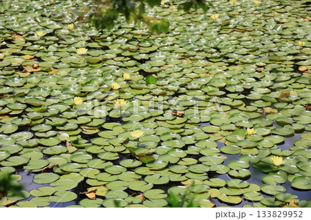 爽やか　スイレンの花 133829952