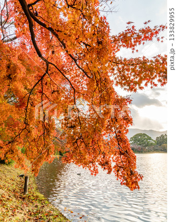 紅葉に彩られた大沢池エリア 紅葉に彩られた大沢池エリア 133829955