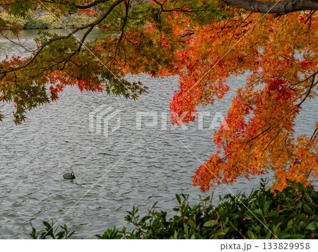 紅葉に彩られた大沢池エリア 紅葉に彩られた大沢池エリア 133829958