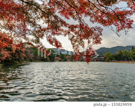 紅葉に彩られた大沢池エリア 133829959