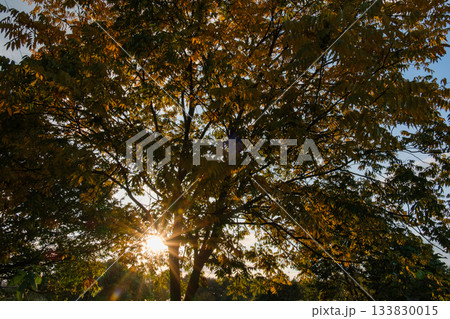 輝く木漏れ日 輝く木漏れ日 133830015