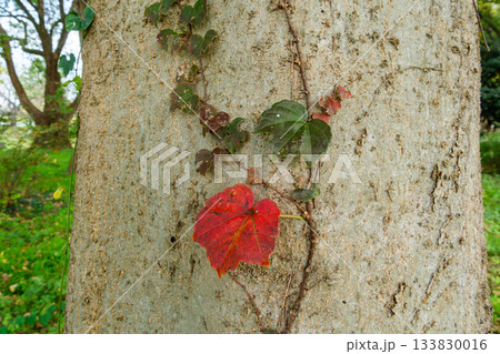 蔦の紅葉 133830016