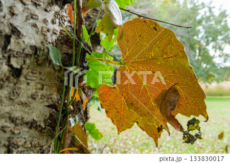 蔦の黄葉 133830017