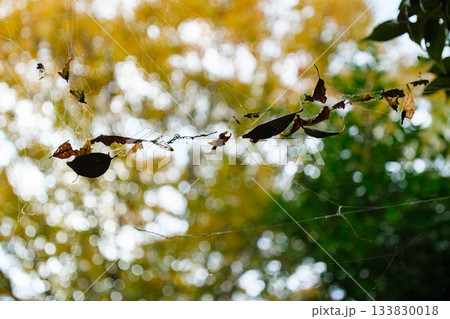 蜘蛛の巣と紅葉 133830018