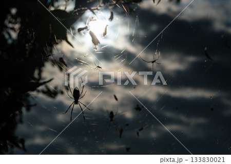 輝く蜘蛛の巣 133830021