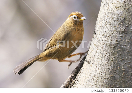 ガビチョウ 133830079