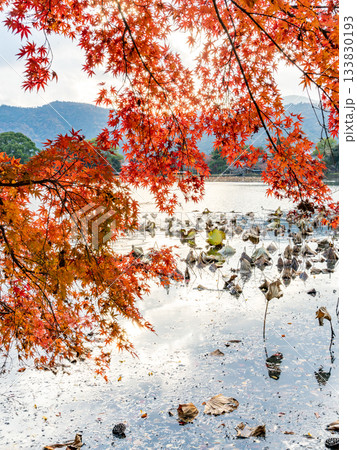 紅葉のある池 133830193