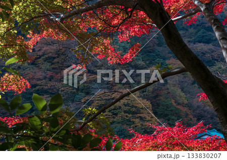 晩秋の箱根の風景 塔ノ沢から 晩秋の箱根の風景 塔ノ沢から 133830207
