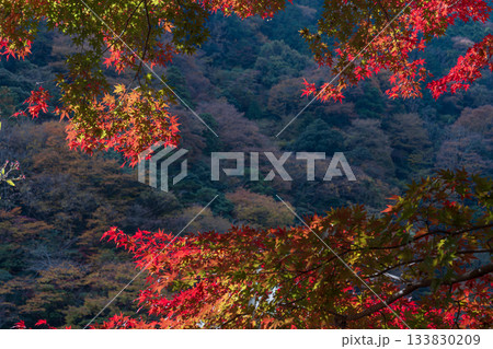 晩秋の箱根の風景 塔ノ沢から 晩秋の箱根の風景 塔ノ沢から 133830209