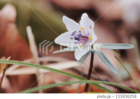 セツブンソウの花 セツブンソウの花 133830258