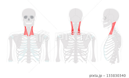 Sternocleidomastoid - Human neck muscle anatomy chart, inserts at mastoid process, responsible for head rotation, Sternocleidomastoid - Human neck muscle anatomy chart, inserts at mastoid process, responsible for head rotation, 133830340